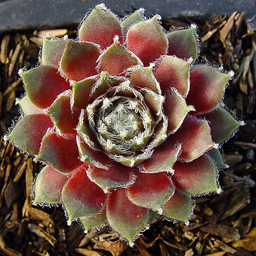 filiferum ssp.glabrum - Click Image to Close